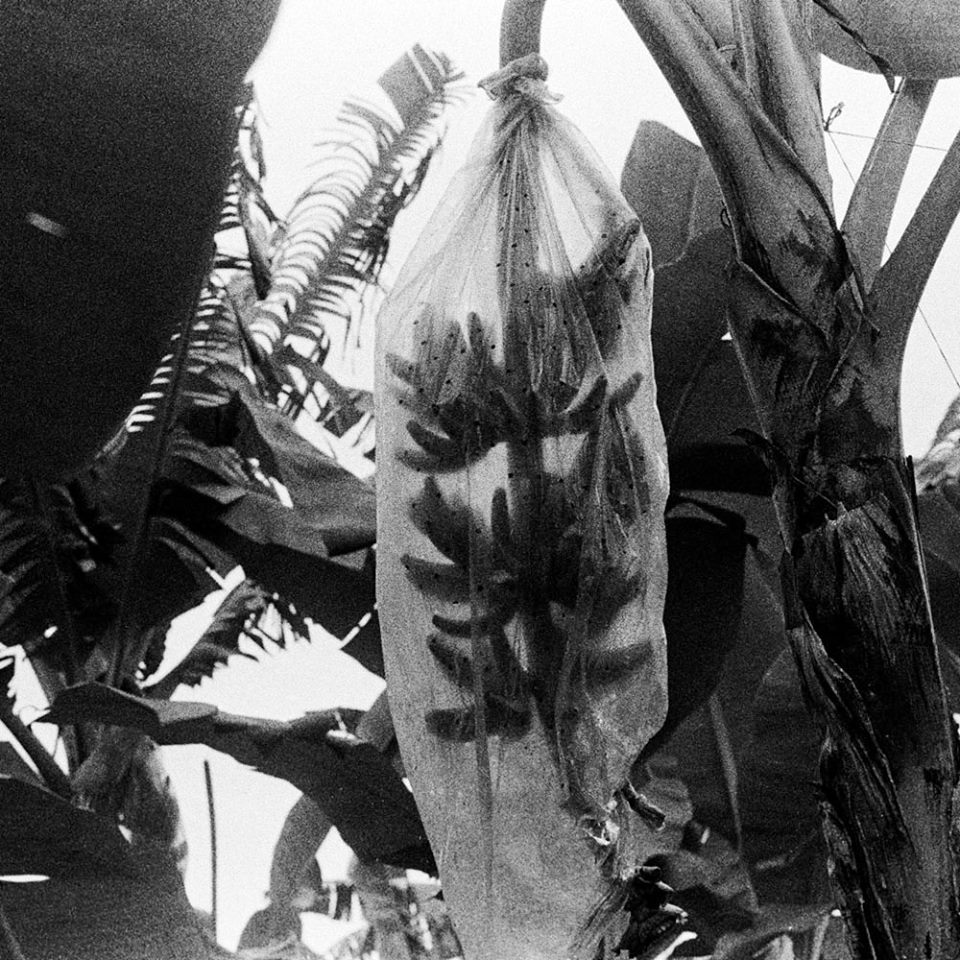 banana leaves steven