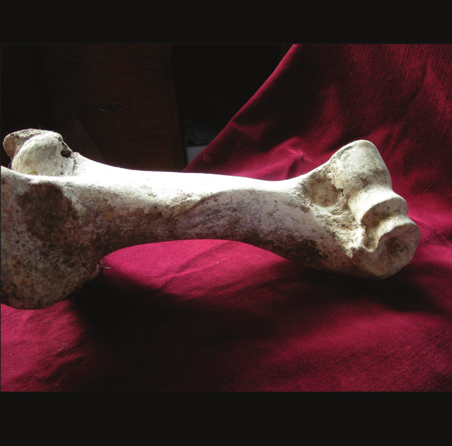 Gnawing on the Bone now available!
